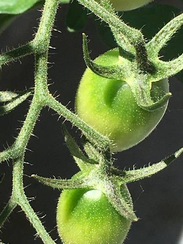 Cherry Tomato - growing thumb