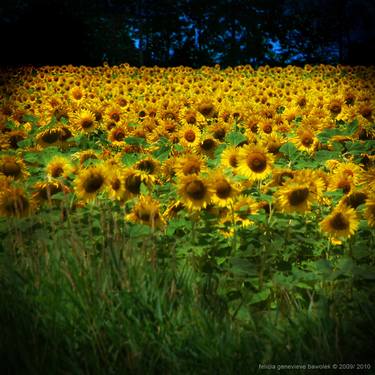 "yellow blanket": arcadian holga-scapes series thumb