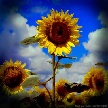 "neoclassical sunflower": arcadian holga-scapes series thumb