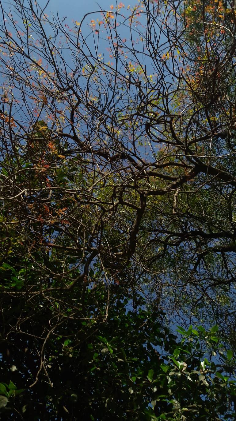 Original Nature Photography by Priya Suren | Abstract Art on Paper | The world and its desires