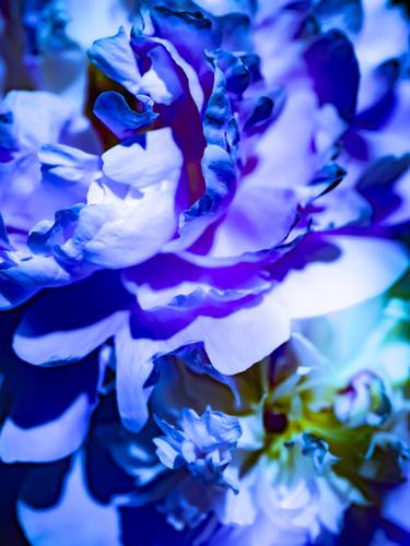 Original Conceptual Floral Photography by Ludovic Roy