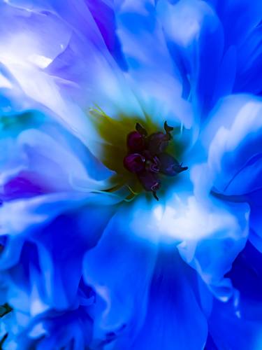 Original Conceptual Floral Photography by Ludovic Roy