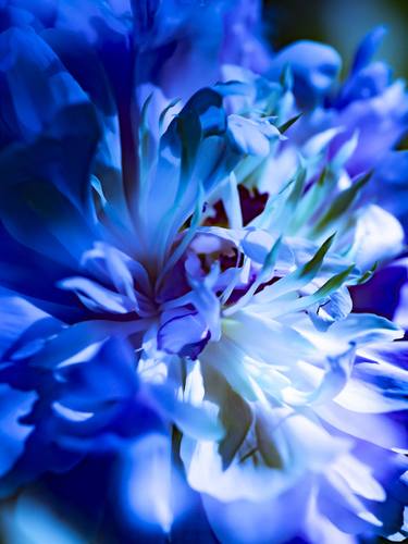 Original Conceptual Floral Photography by Ludovic Roy