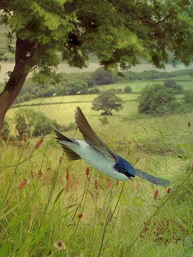 House martin imagined at Ballougry thumb