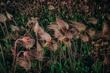 Original Fine Art Floral Photography by Oana Baković