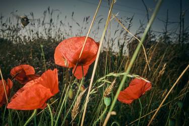 Original Floral Photography by Oana Baković