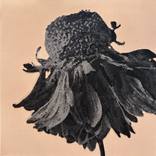 Sun Flower by Rachel Daly