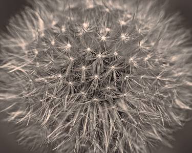 Original Fine Art Floral Photography by Bernard Werner