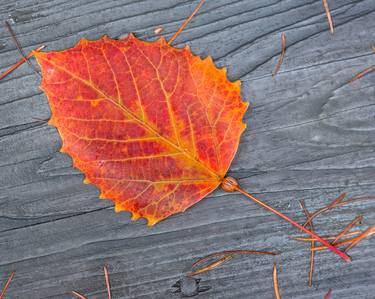 Print of Fine Art Tree Photography by Bernard Werner