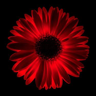 Original Fine Art Floral Photography by Bernard Werner