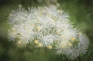 Original Fine Art Floral Photography by Bernard Werner