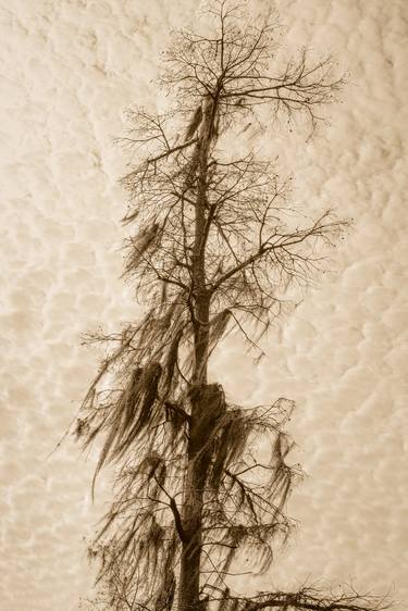 Print of Fine Art Tree Photography by Bernard Werner