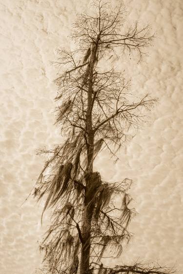 Original Fine Art Tree Photography by Bernard Werner