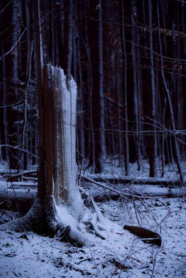 Print of Fine Art Tree Photography by Bernard Werner