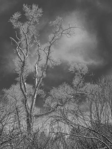 Original Fine Art Tree Photography by Bernard Werner