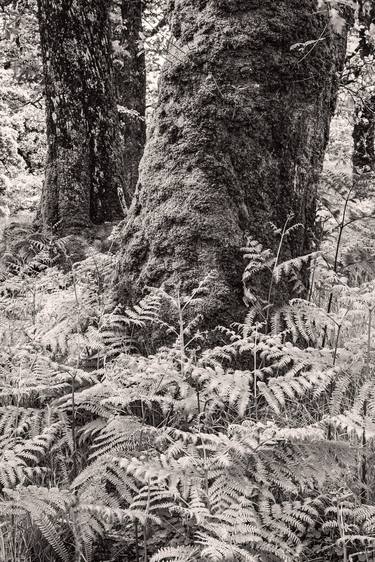 Original Fine Art Tree Photography by Bernard Werner