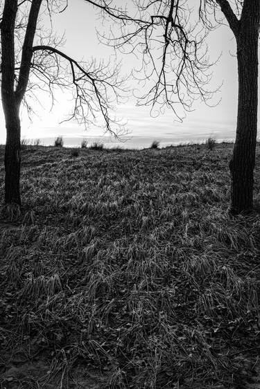 Winter Grasses thumb