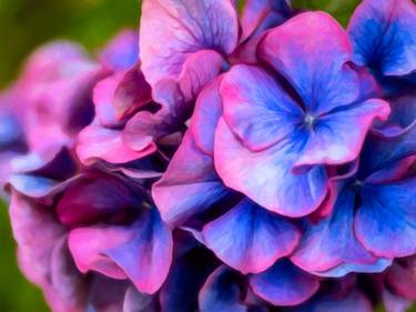 Print of Fine Art Floral Photography by Bernard Werner