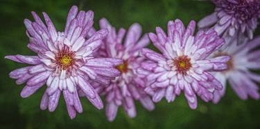 Original Fine Art Floral Photography by Bernard Werner