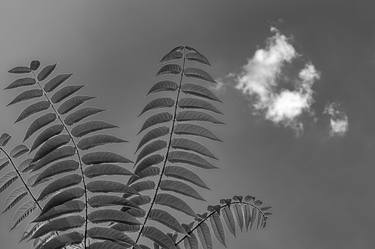 Leaves and Cloud thumb
