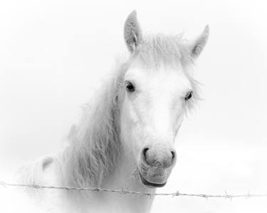 Original Figurative Horse Photography by Bernard Werner