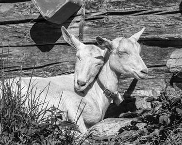 Print of Fine Art Animal Photography by Bernard Werner