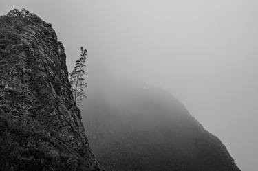 Print of Documentary Tree Photography by Bernard Werner