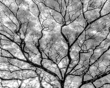 Print of Abstract Tree Photography by Bernard Werner