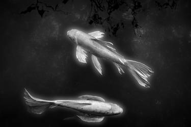 Print of Abstract Fish Photography by Bernard Werner