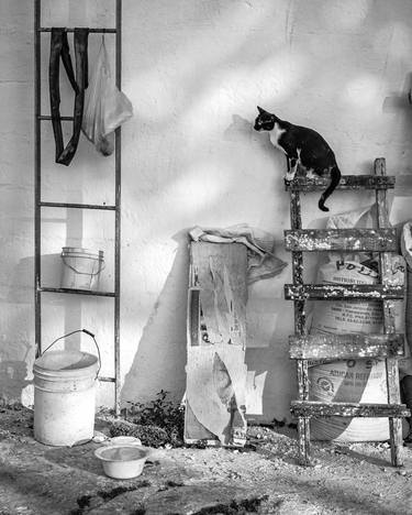 Original Fine Art Cats Photography by Bernard Werner