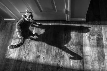 Print of Fine Art Cats Photography by Bernard Werner