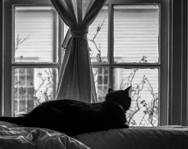 Print of Cats Photography by Bernard Werner