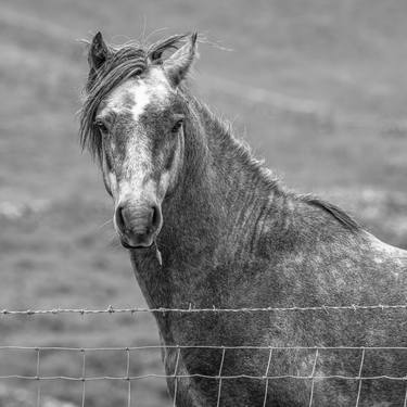 Print of Horse Photography by Bernard Werner