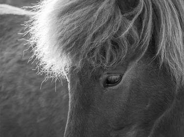 Original Fine Art Horse Photography by Bernard Werner