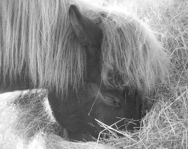 Original Horse Photography by Bernard Werner