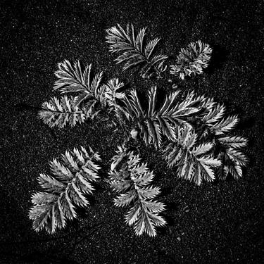 Print of Still Life Photography by Bernard Werner