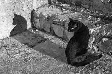 Print of Cats Photography by Bernard Werner