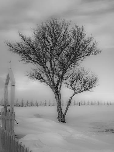 Tree in Snow thumb