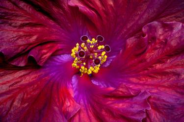 Original Floral Photography by Bernard Werner
