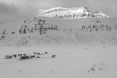 Original Horse Photography by Bernard Werner