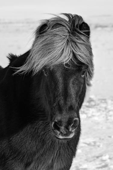 Original Horse Photography by Bernard Werner