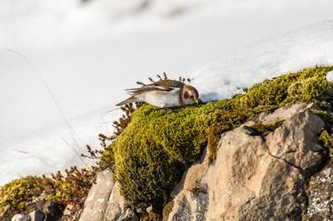 Print of Fine Art Animal Photography by Bernard Werner