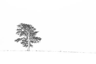 Original Fine Art Tree Photography by Bernard Werner