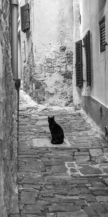 Original Fine Art Cats Photography by Bernard Werner