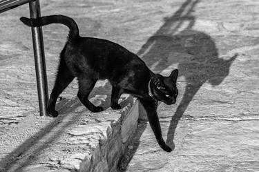 Original Fine Art Cats Photography by Bernard Werner