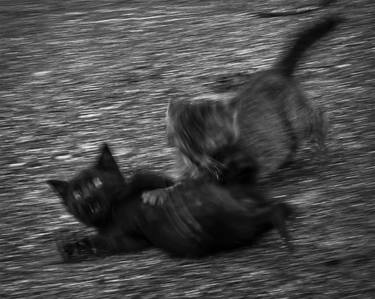 Print of Cats Photography by Bernard Werner