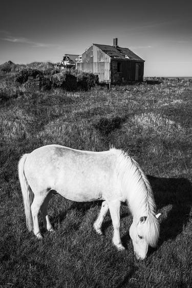 Print of Horse Photography by Bernard Werner