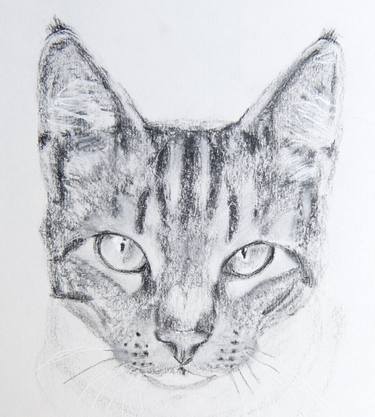 Original Animal Drawing by Janine Spoelman