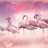 Collection Curator's Picks: Digital Artworks