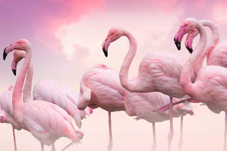 Original Other Animal Photography by Lorleon Tm